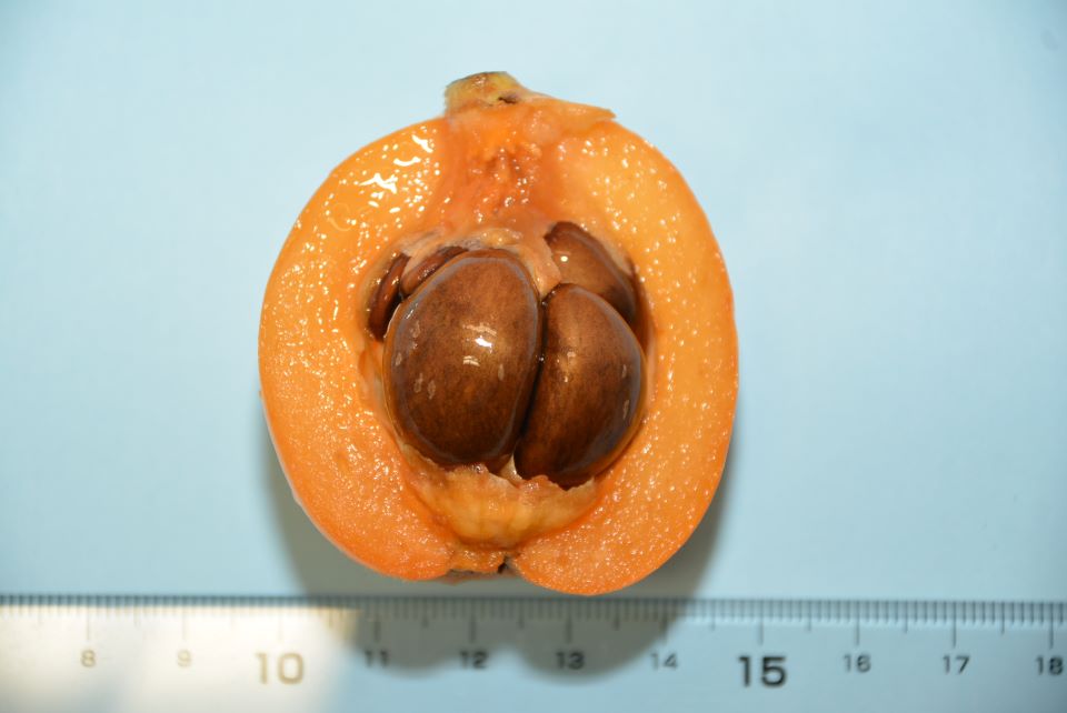 熟したビワの果実と種子