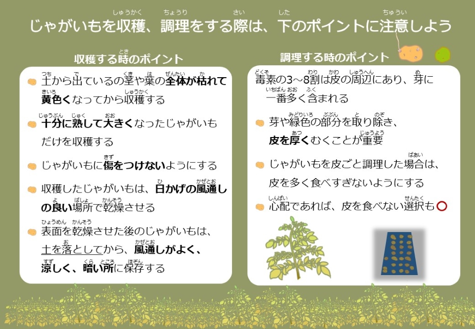 収穫する時 ・十分に熟して大きくなったじゃがいもだけを収穫しましょう。 ・地上部の茎や葉の全体が枯れて黄色くなってから収穫しましょう。 ・じゃがいもに傷を付けないようしましょう。 ・収穫したら、日かげの風通しの良い場所で表面を乾燥させましょう。 ・乾燥させた後は、土を落として、風通しがよく、涼しく、暗い所に保存しましょう。  調理する時 ・じゃがいもの天然毒素の3～8割は皮の周辺にあり、芽に一番多く含まれています。芽や緑色の部分を取り除き、皮を厚くむくことが重要です。 ・じゃがいもを皮ごと調理した場合は、皮を多く食べすぎないようにしましょう。 もし心配であれば、皮を残して食べるのもよいでしょう。