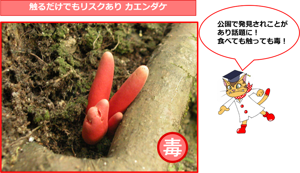 触るだけでもリスクありカエンダケ　公園で発見されたことがあり話題に！食べても触っても毒！　