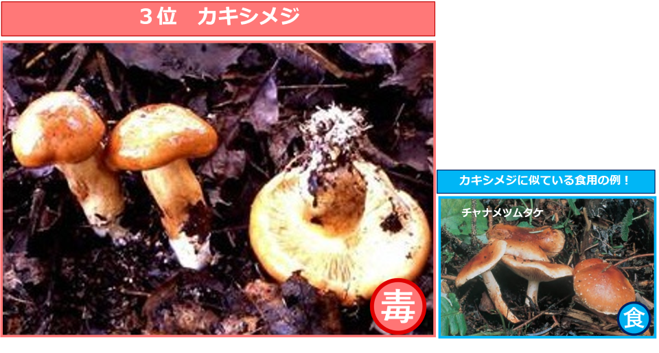 3位カキシメジ　カキシメジに似ている食用の例！チャナメツムタケ