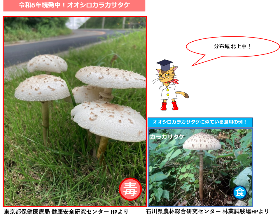 令和６年続発中！オオシロカラカサタケ　オオシロカラカサタケに似ている食用の例、カラカサタケ　分布域北上中！