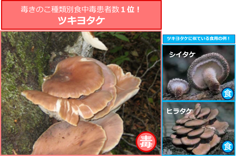 毒きのこ種類別食中毒患者数１位！ツキヨタケ　ツキヨタケに似ている食用の例！シイタケ、ヒラタケ