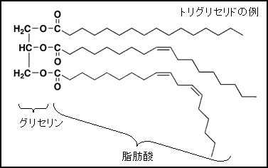 トリグリセリドの例