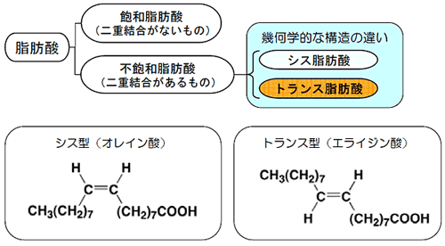 オレイン酸とエライジン酸