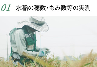 1.水稲の穂数・もみ数等の実測