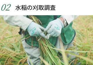 2.水稲の刈取調査