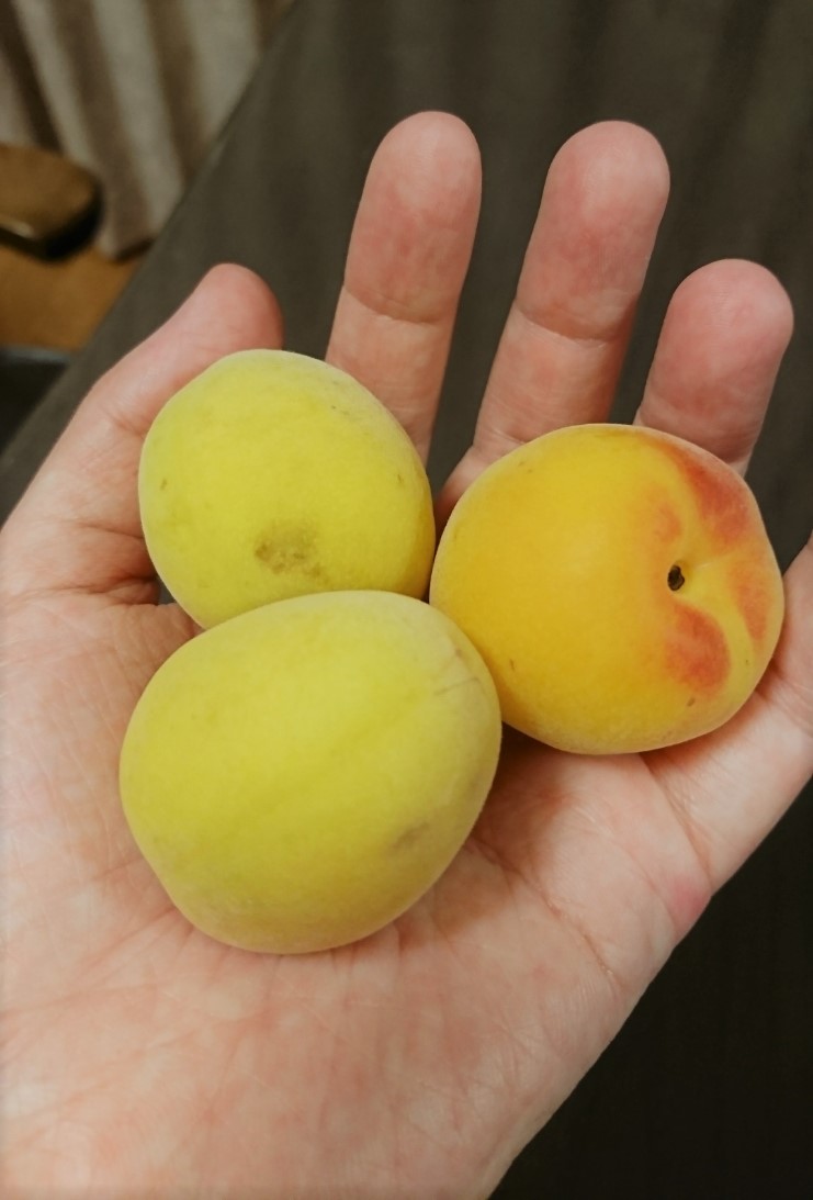 漬ける前の梅の画像2