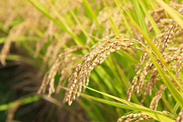 登熟した稲の画像