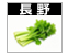セロリ画像長野リンク