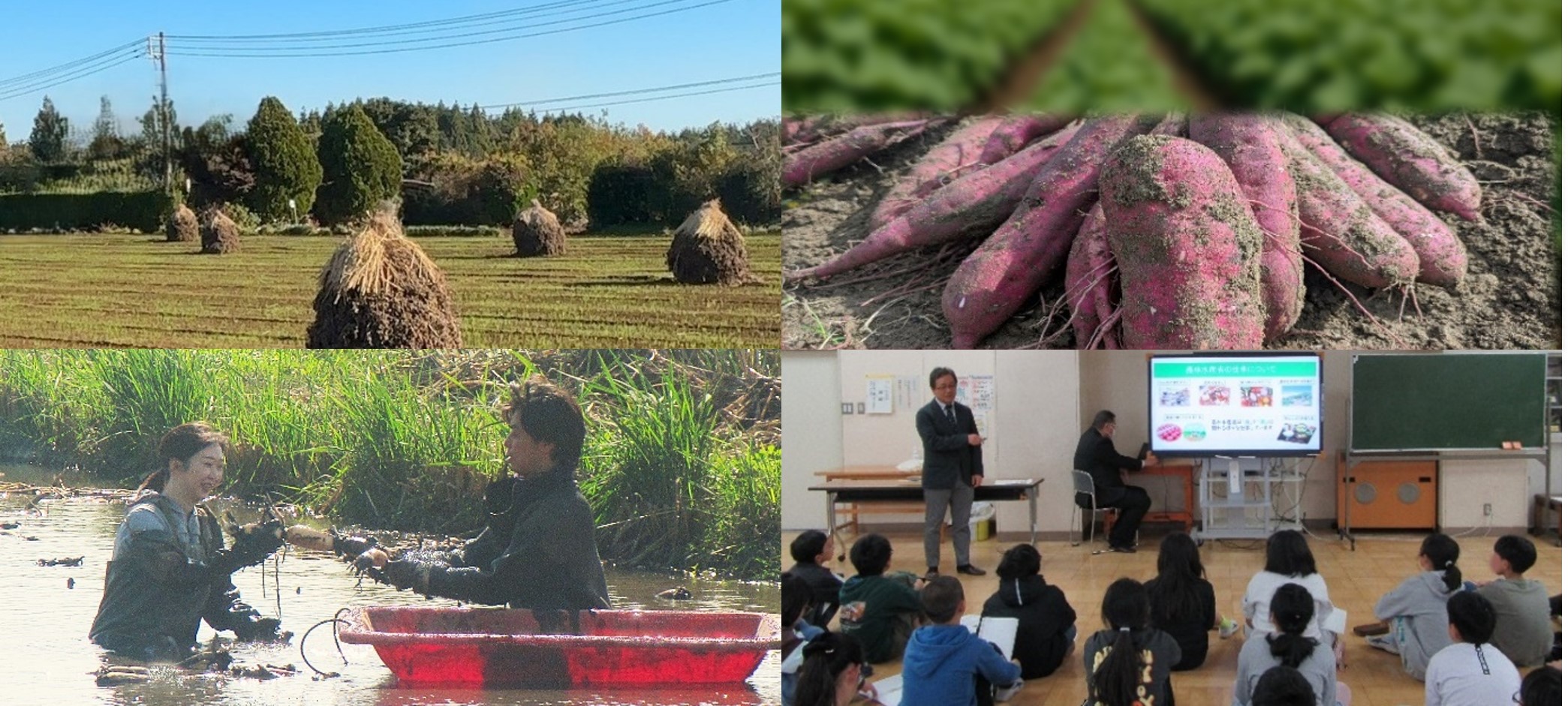 左上 落花生藁ぼっち 右上 さつまいも 左下 蓮根農家 右下 食育授業