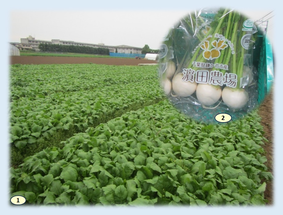 濱田農場1