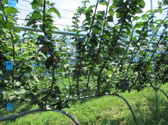 ジョイントＶ字樹形（品種：あきづき）