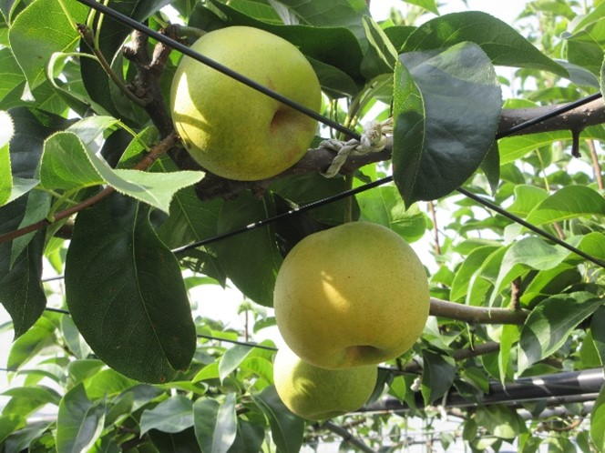 新品種：蒼月（そうげつ）