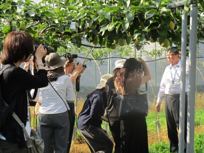 日本なしの新品種・新技術の現地ツアーの開催画像