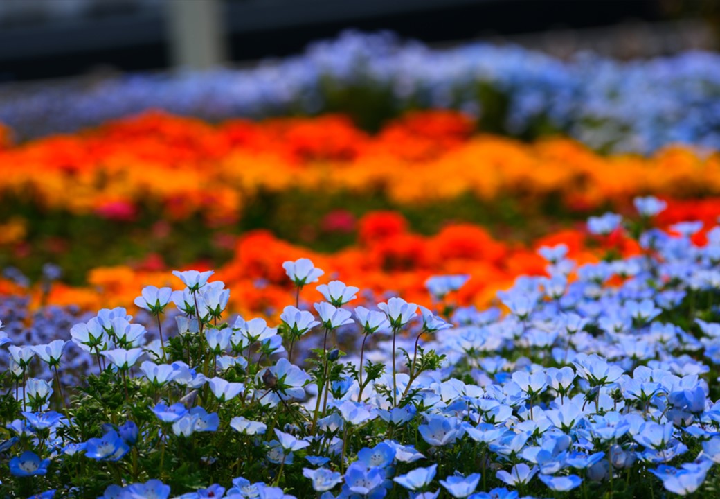みなとエリアの花々
