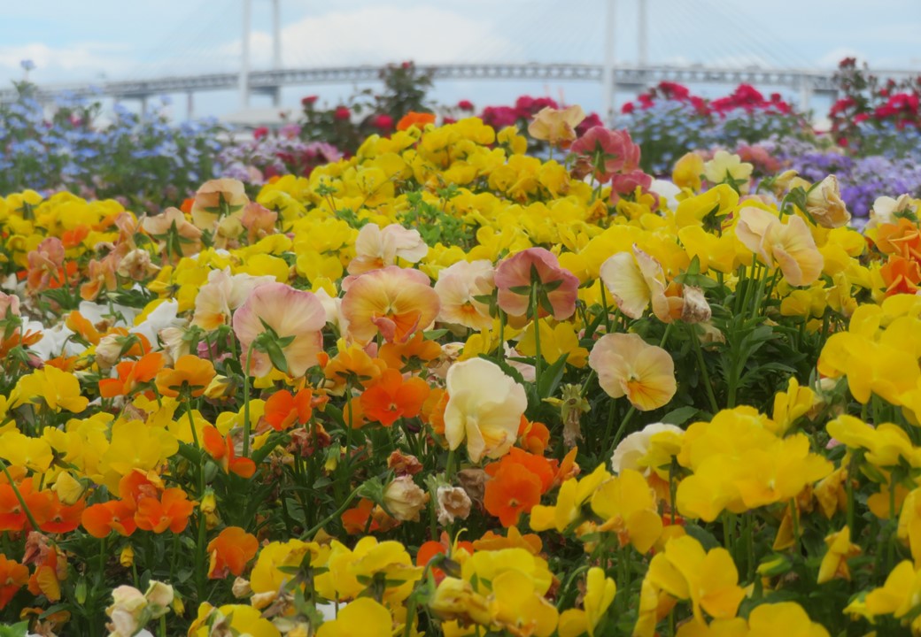 みなとエリアの花々