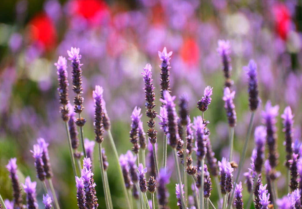 みなとエリアの花々
