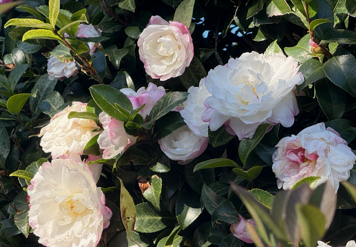 サザンカが咲き誇る様子