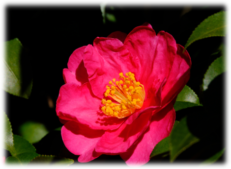 赤色の花を咲かせるサザンカ