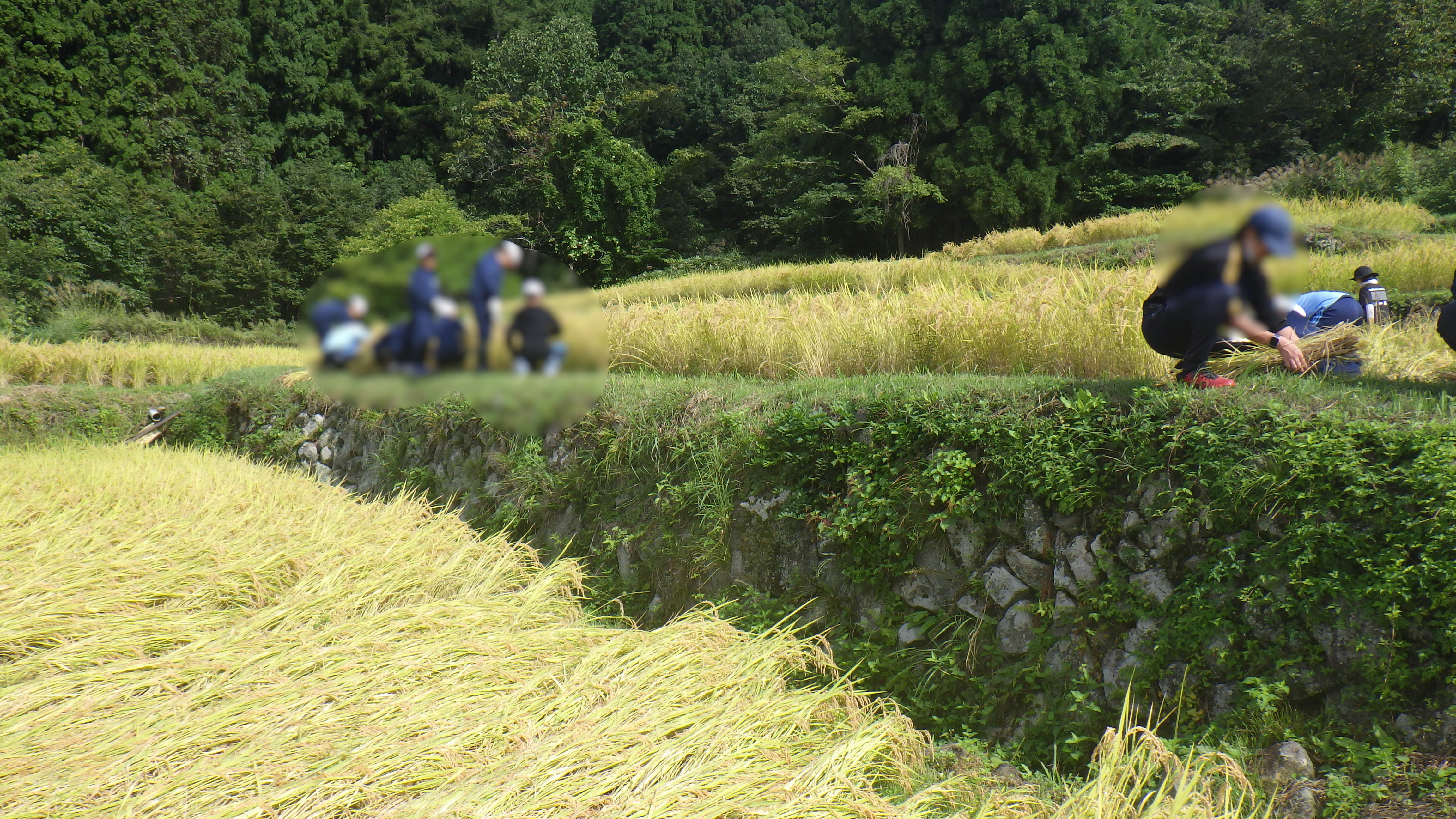 20250922_稲刈り②