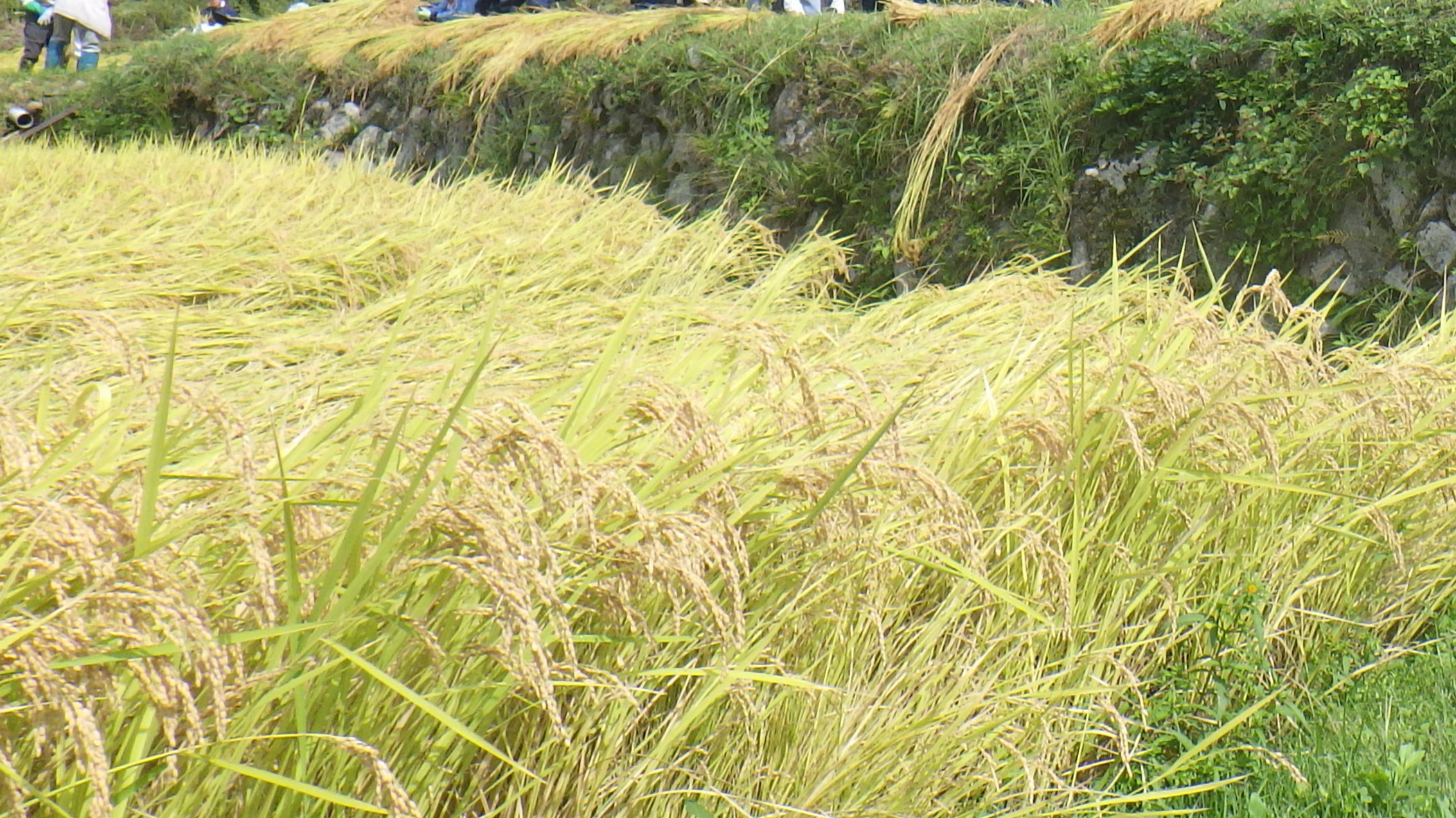 20250922_稲刈り④