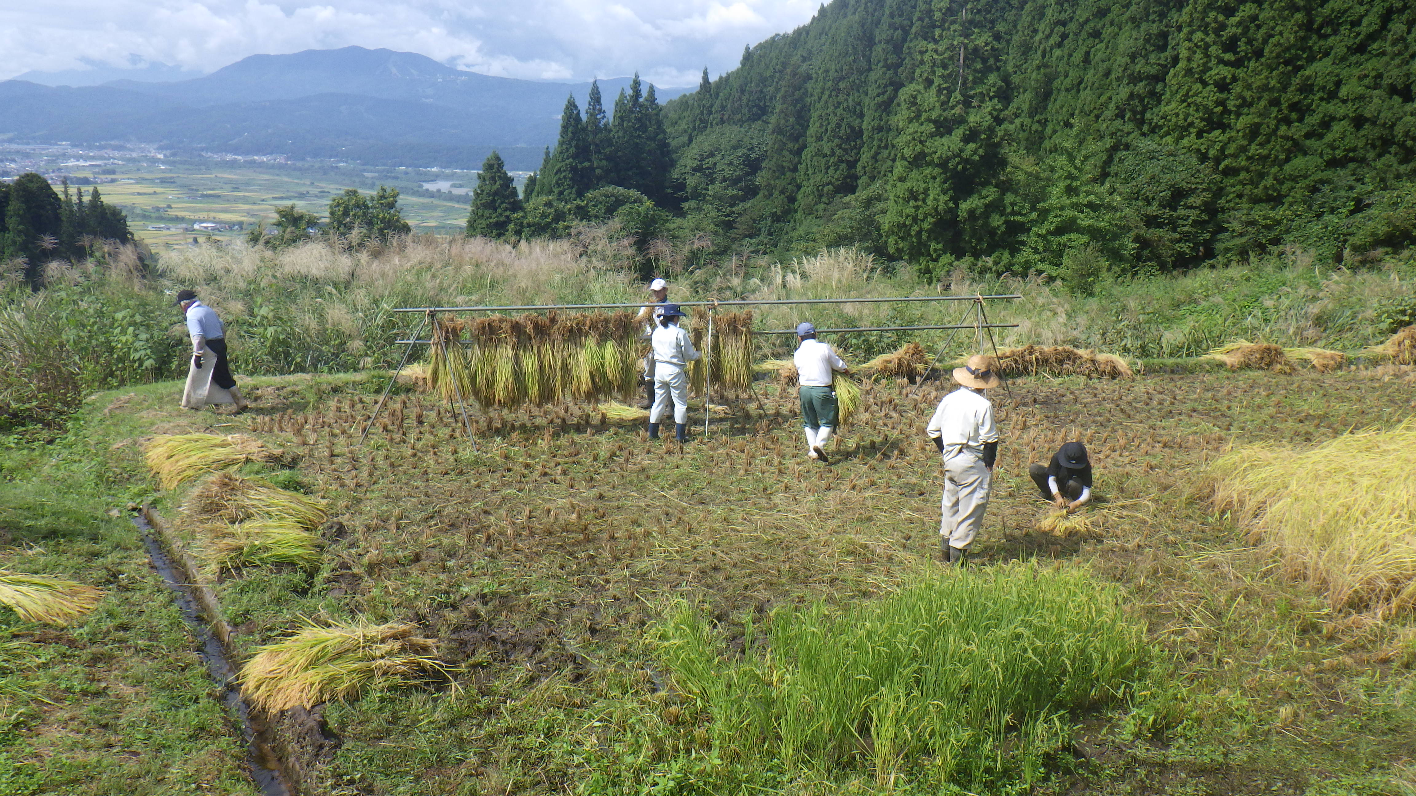 20250922_稲刈り③