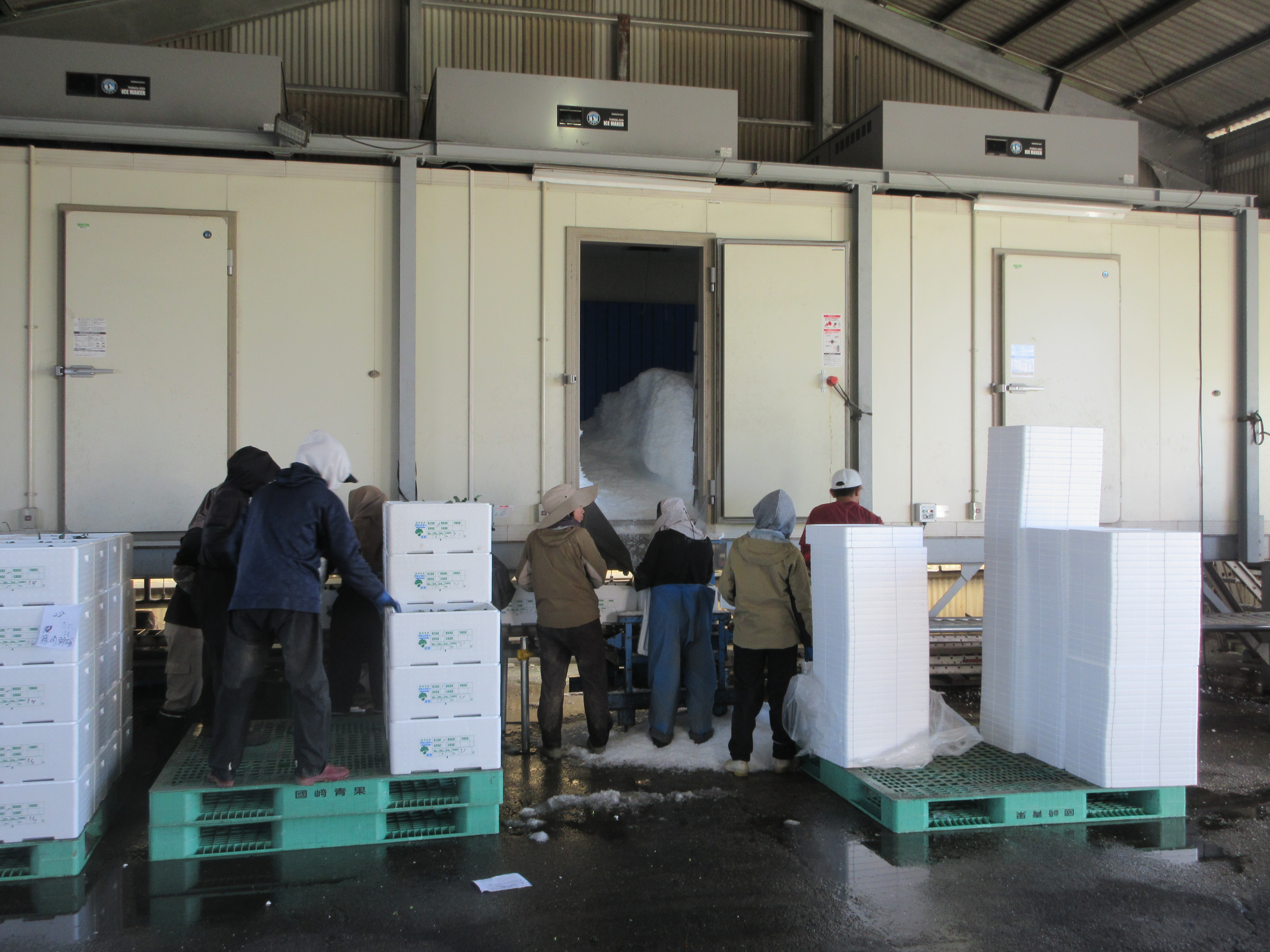 氷を使用した箱詰め作業