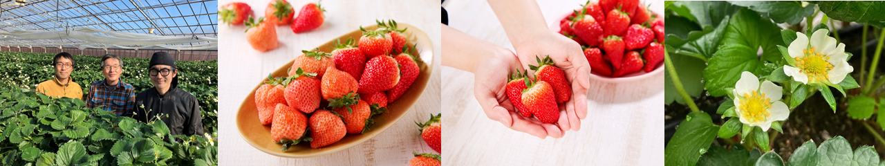 シックスベリーファーマーズ　松田農園