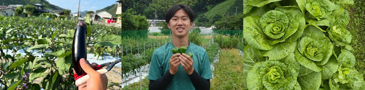栽培風景他