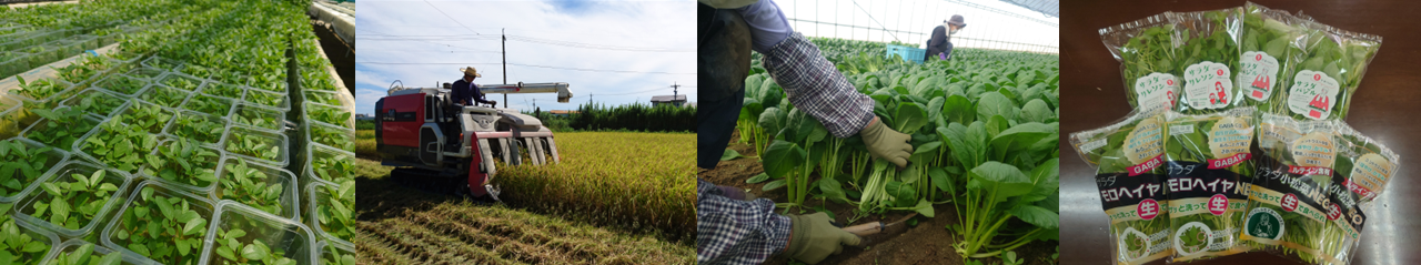 株式会社　森島農園