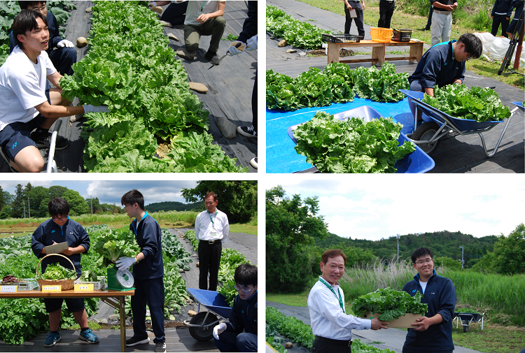 ロメインレタス収穫と贈呈式