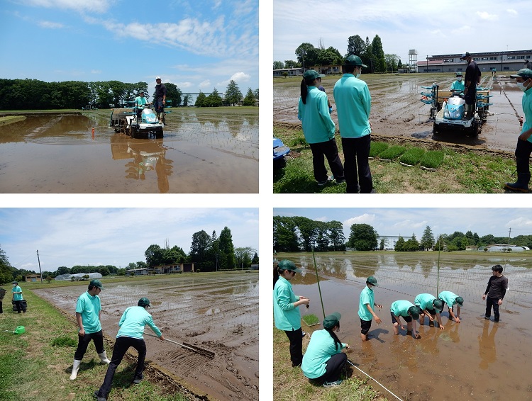 田植えの様子