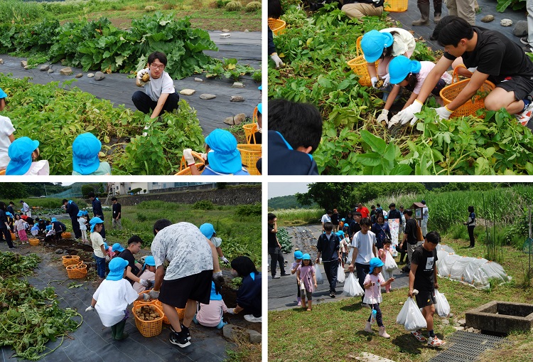ジャガイモ収穫の様子