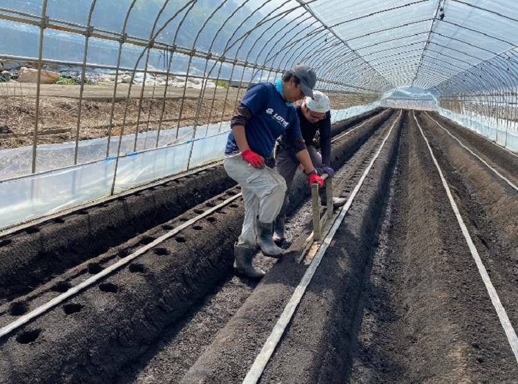 イチゴ苗定植作業1