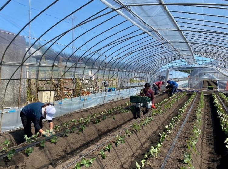 イチゴ苗定植作業2