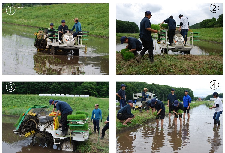 田植えの様子