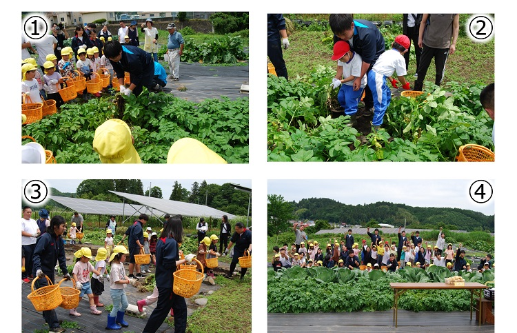 ジャガイモ収穫体験