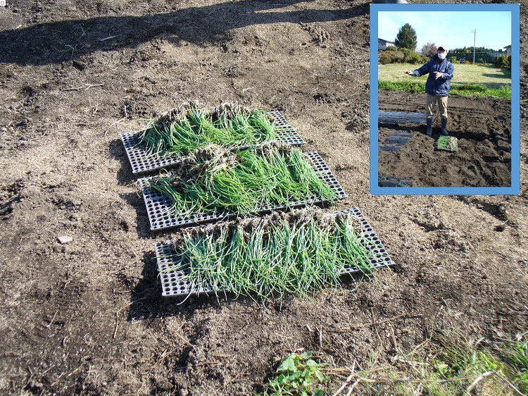 農福インターンシップ4