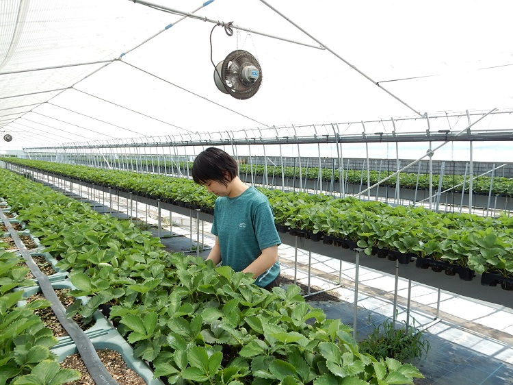 いちご育苗作業の様子