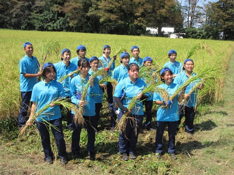 北桜高校稲刈り1