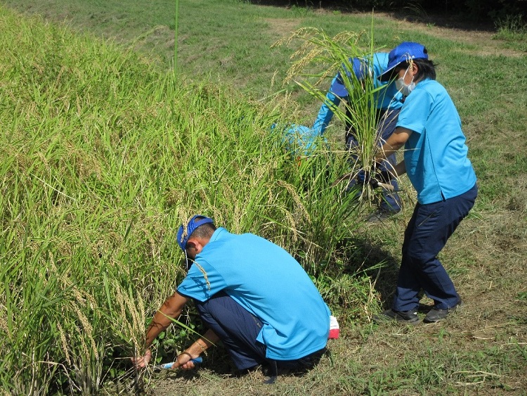 北桜高校稲刈り1