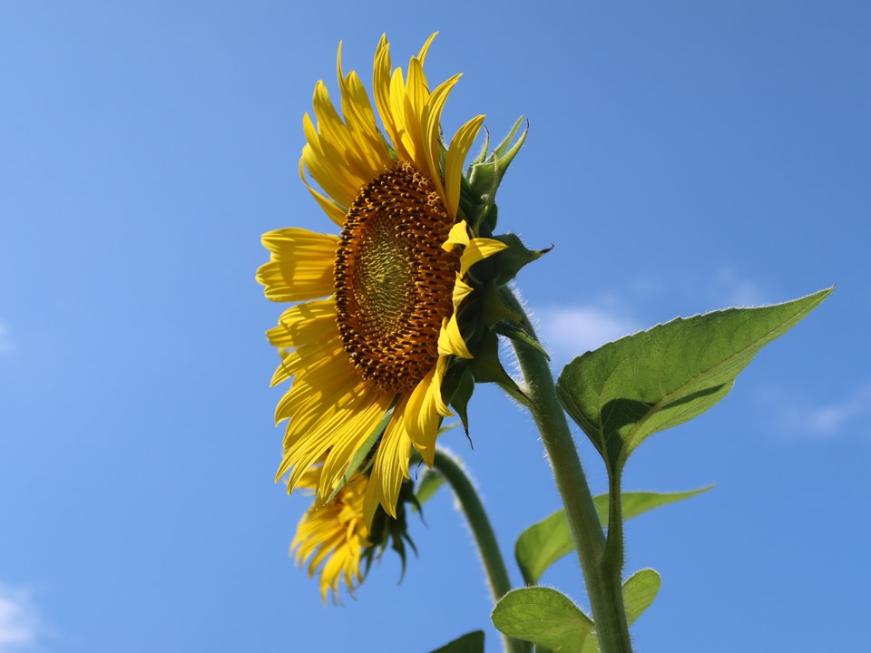 青空の下でひまわりが太陽に向かって咲いている様子