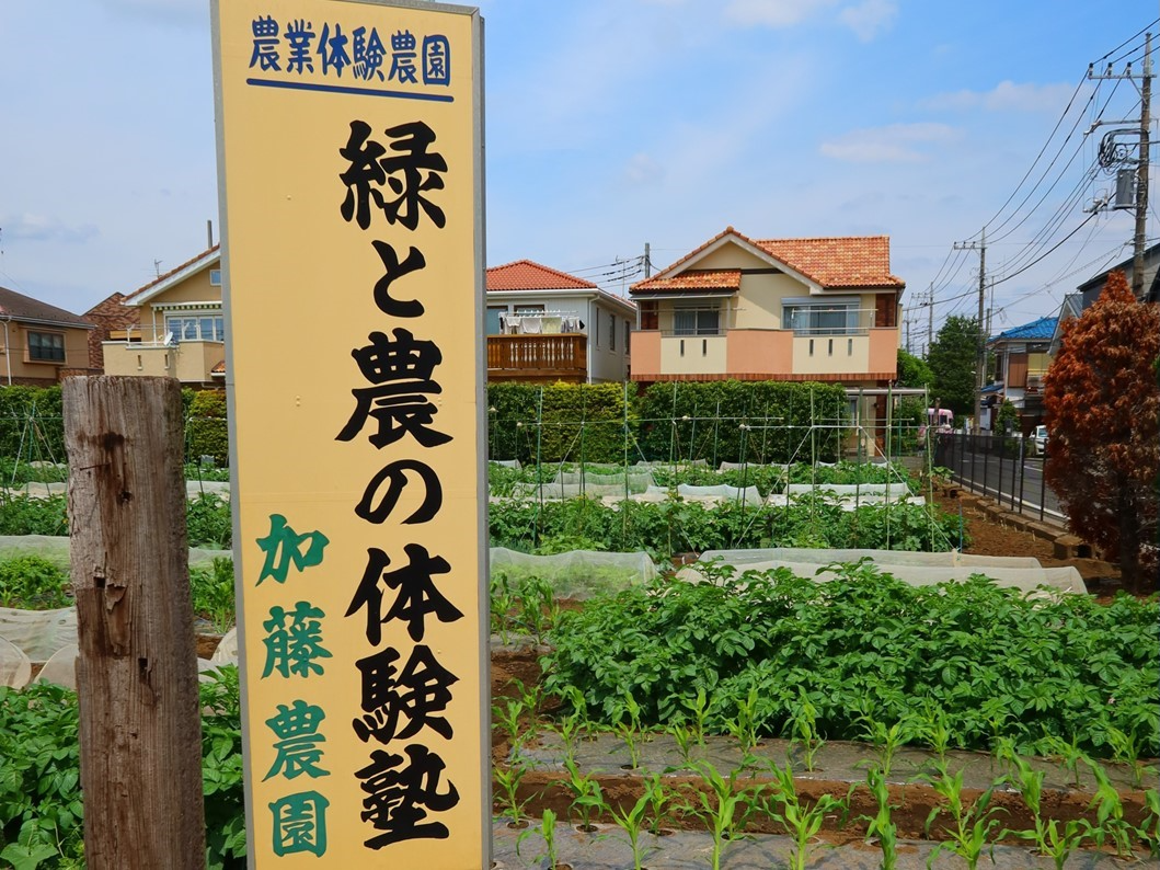 練馬区南大泉の加藤農園