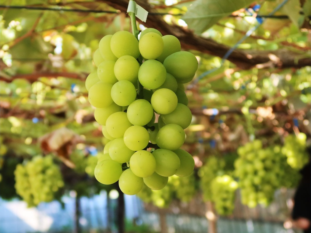 川清園のシャインマスカット