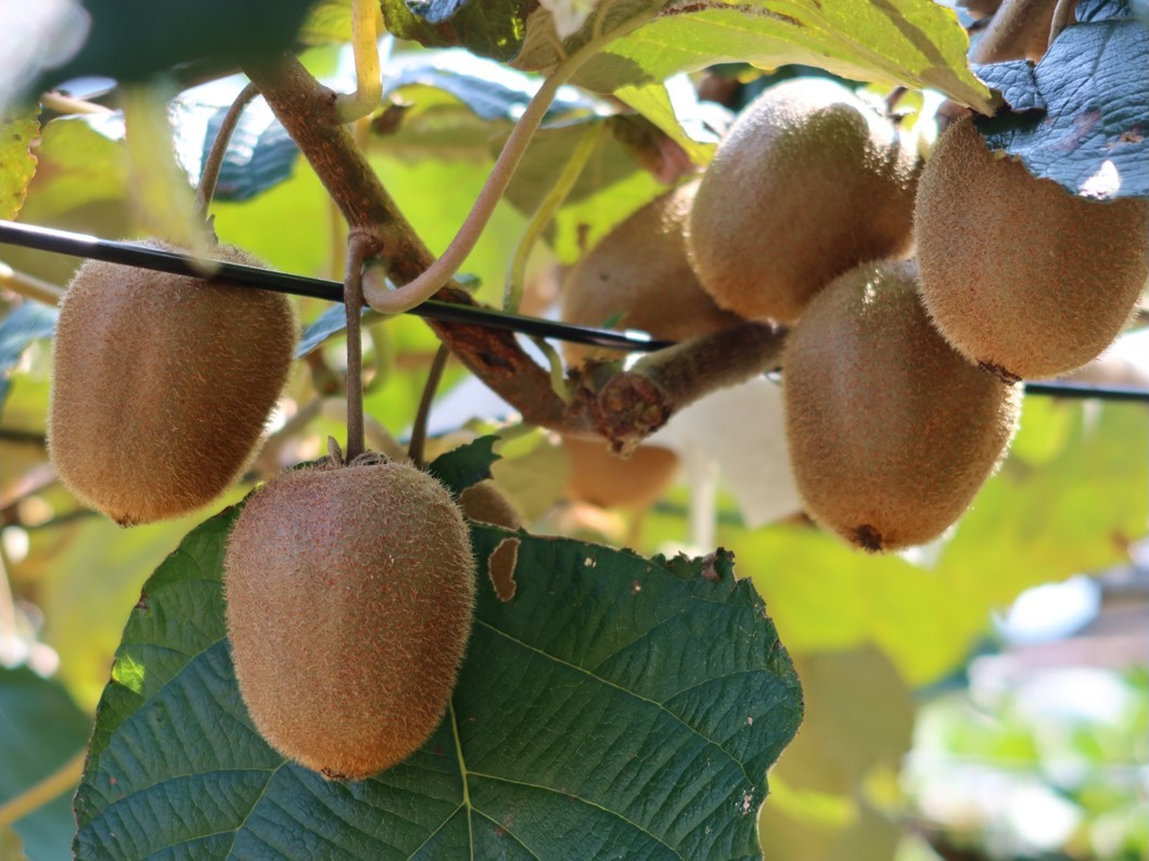 木に生っているキウイフルーツの写真です