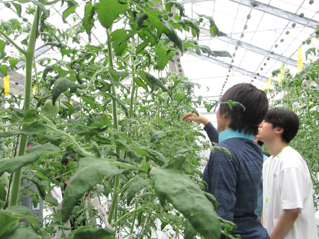 成長したトマトの苗を示しながら説明する澤井さんの写真です