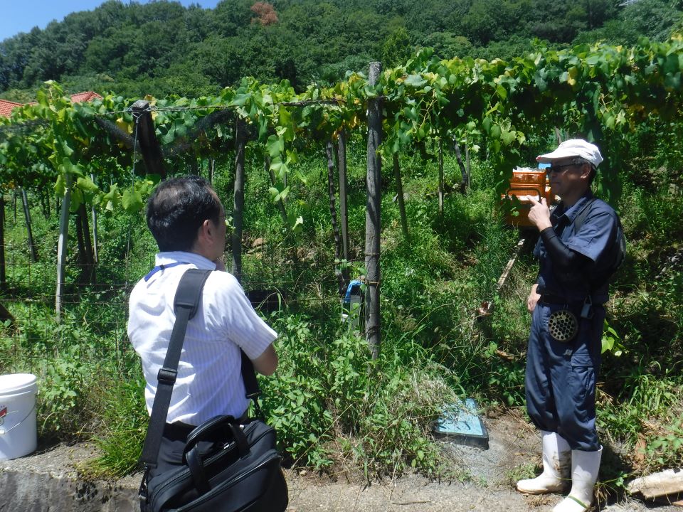 ぶどう棚のあるほ場で片野地方参事官と話す生産者の河西崇さん