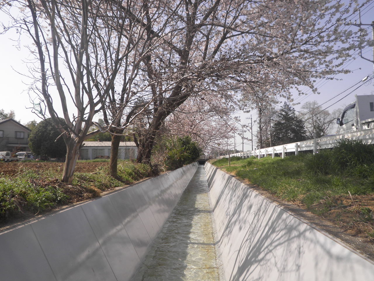 桜.JPG