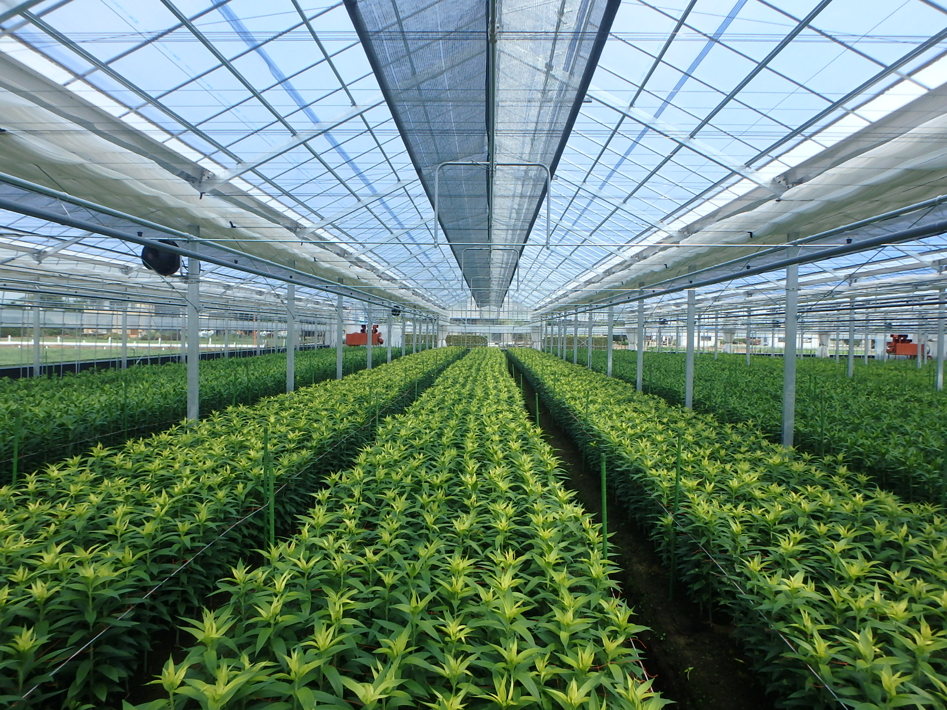 ユリ（施設栽培風景）