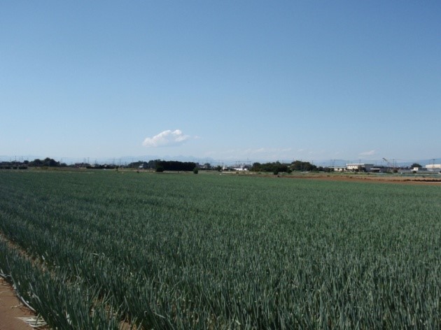 ねぎ(畑地風景)